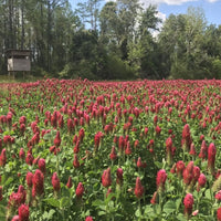 Crimson Clover Seed - Coated