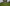 Blue Velvet Kentucky Bluegrass (Pre-Order)