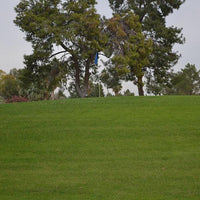 Blue Velvet Kentucky Bluegrass (Pre-Order)