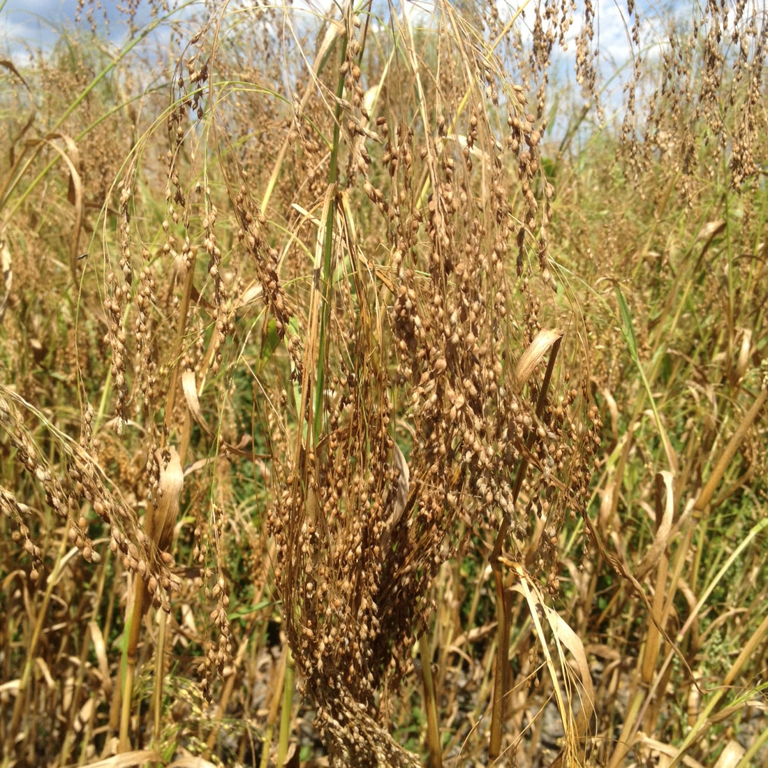Hancock's Millet Mix