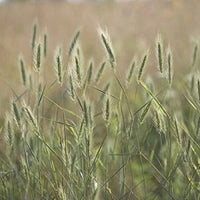 Virginia Wildrye Native Grass Seed