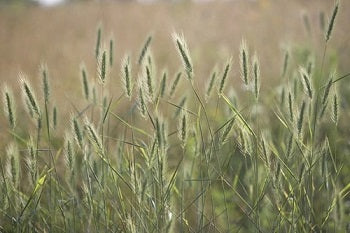 planting grass seed in virginia Virginia Wildrye Native Grass Seed