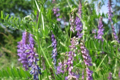 Hairy Vetch Seed - Raw