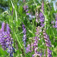 Hairy Vetch Seed - Raw