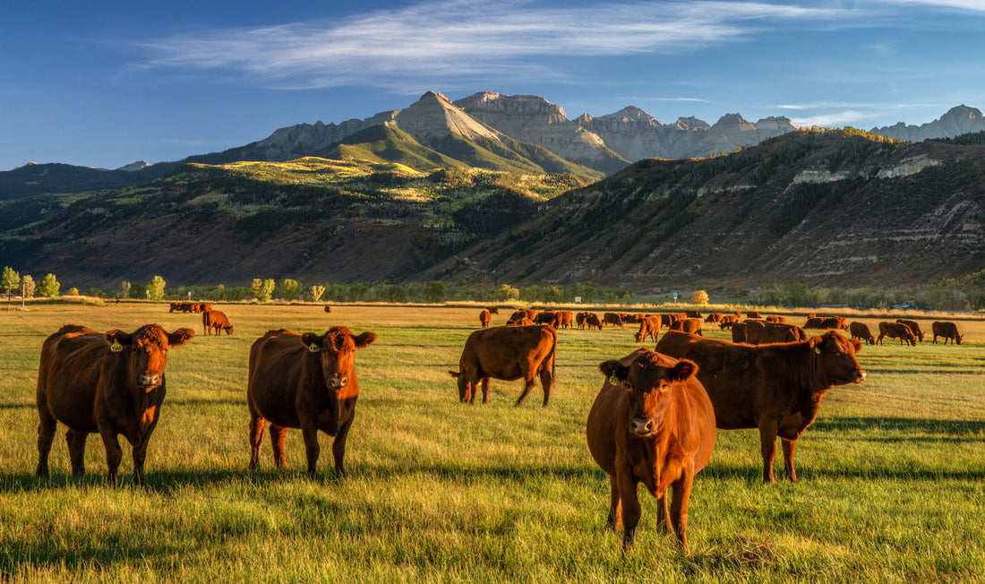 Hancock's High Rancher Bermuda Grass Seed