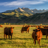 Hancock's High Rancher Bermuda Grass Seed