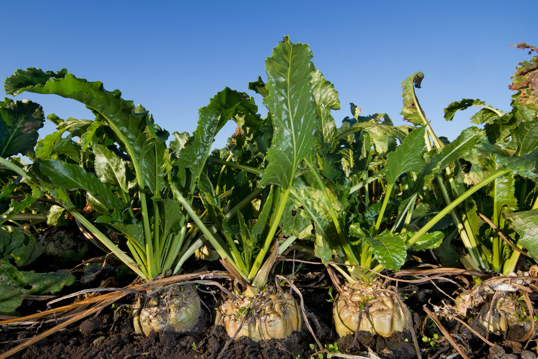 Sugar Beet Seed