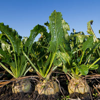 Sugar Beet Seed