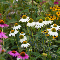 Beneficial Bug Wildflower Seed Mix
