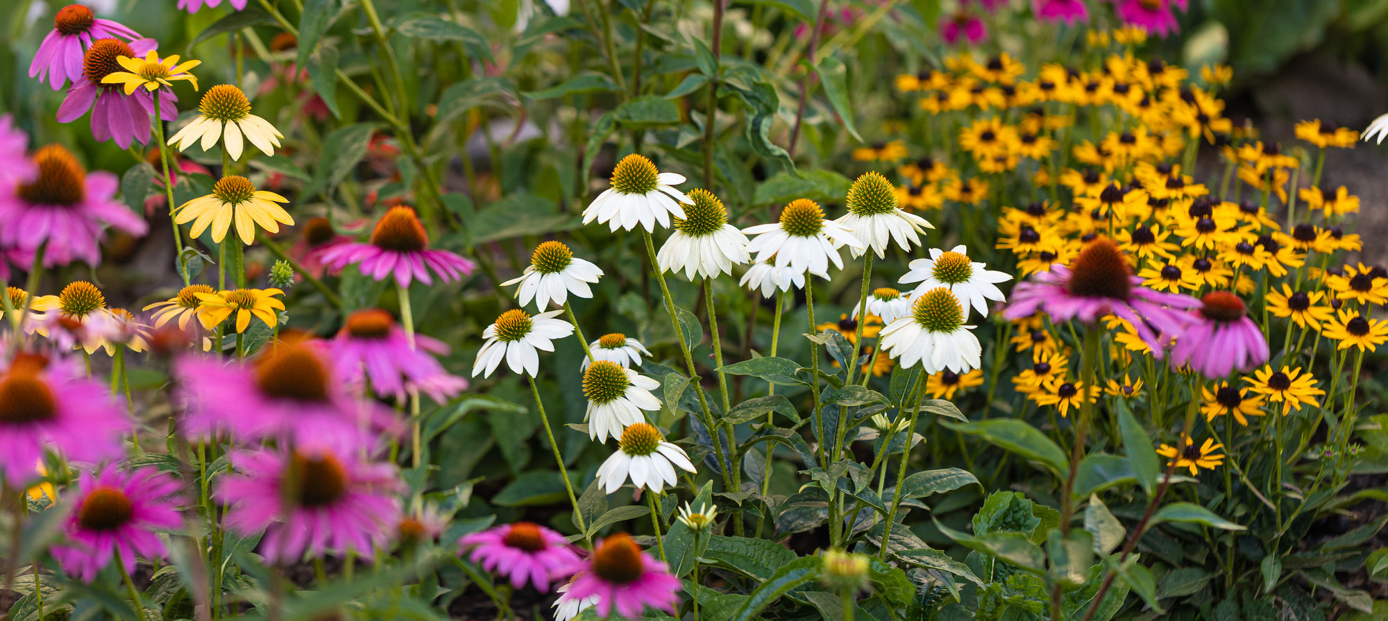 sunday wildflower seed blend Beneficial Bug Wildflower Seed Mix – Hancock Seed