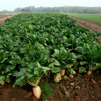 Sugar Beet Seed