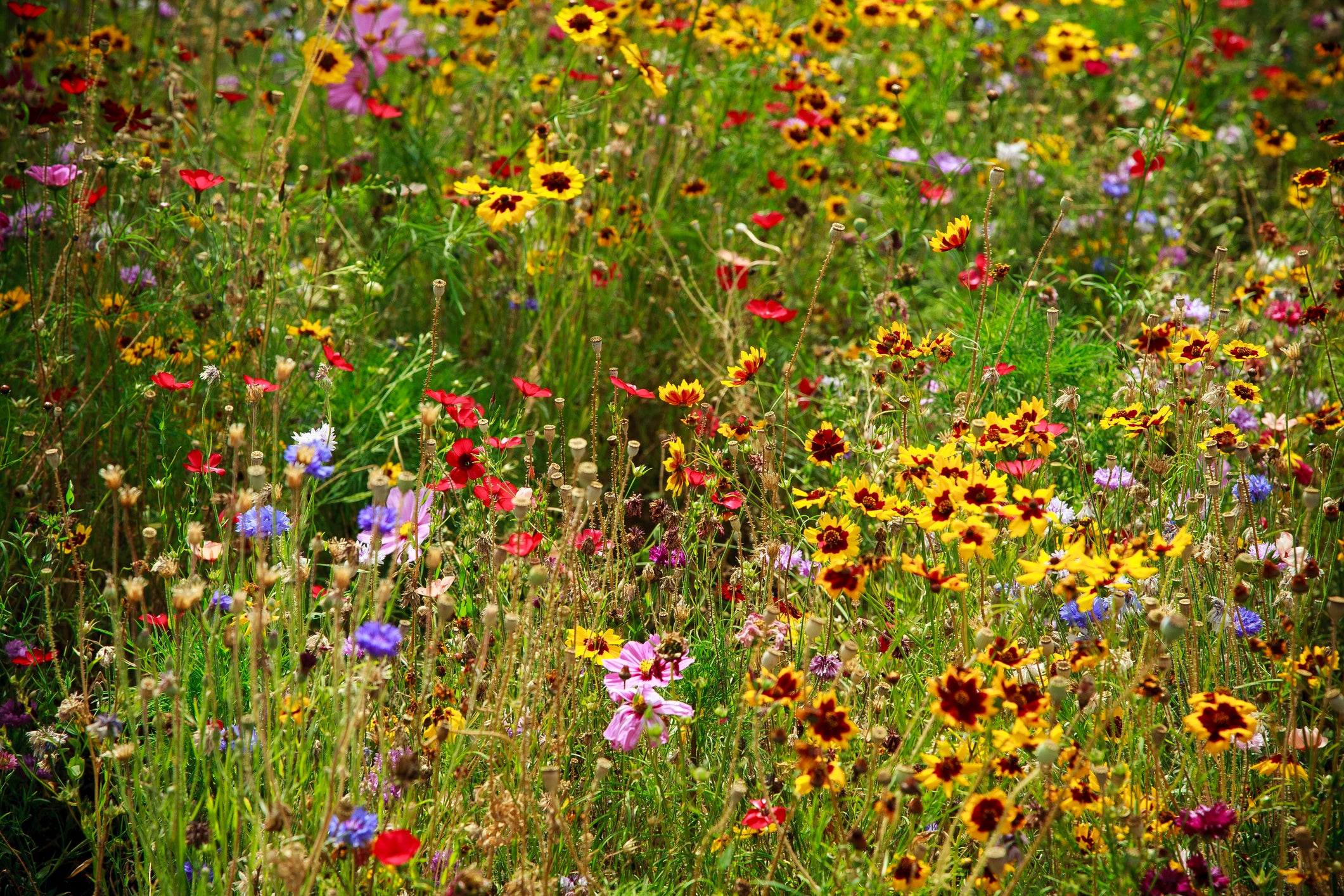Gulf Coast & Caribbean Wildflower Seed Mix – Hancock Seed