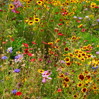 Gulf Coast & Caribbean Wildflower Seed Mix
