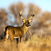 Hancock Seed x FowlWeather - Northern Deer Food Plot Seed Mix
