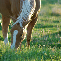 Hancock's High Rancher Bermuda Grass Seed