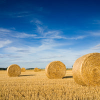 Morhay Bermuda Grass Seed - Coated