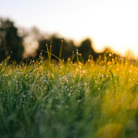 Hancock's High Rancher Bermuda Grass Seed