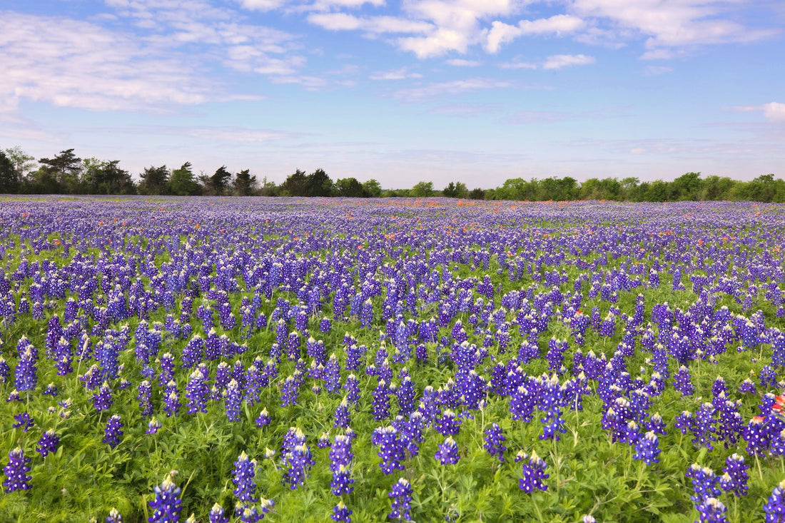 Texas Bluebonnets Wildflower Seed