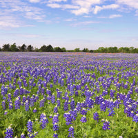 Texas Bluebonnets Wildflower Seed