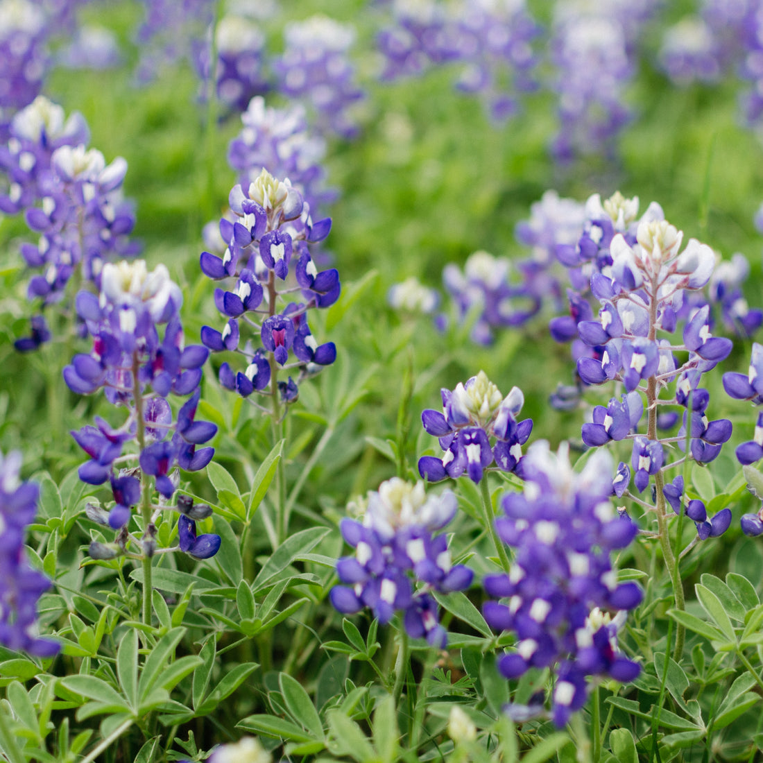 Texas Bluebonnets Wildflower Seed