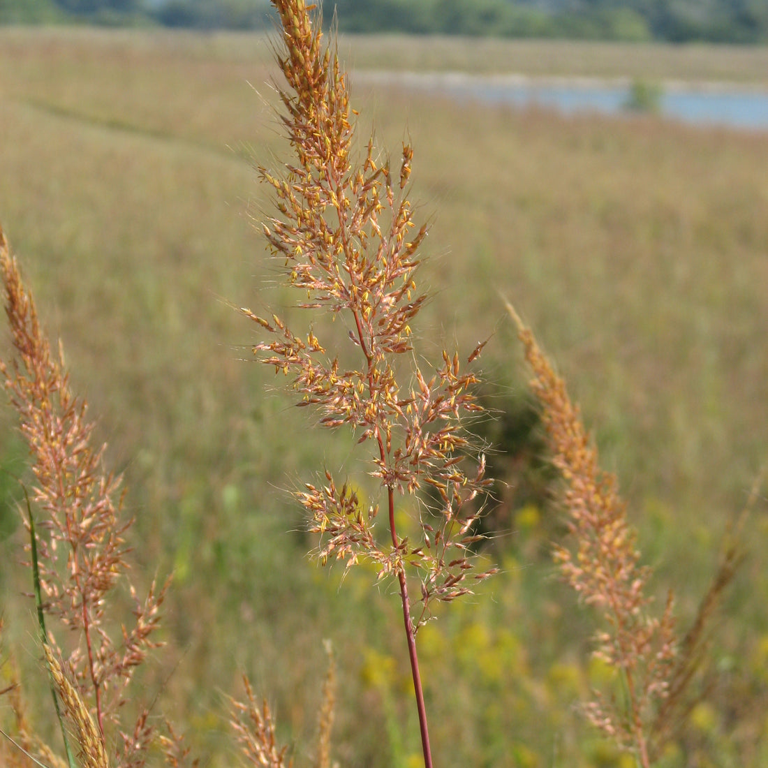 Indiangrass Native Grass Seed