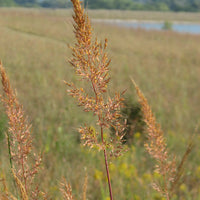 Indiangrass Native Grass Seed