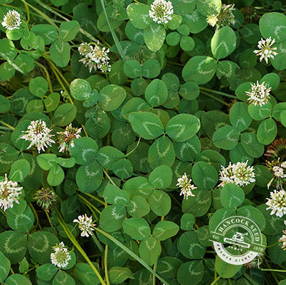 clover plant seeds White Dutch Clover 25 lb ~6,400,000 Seeds