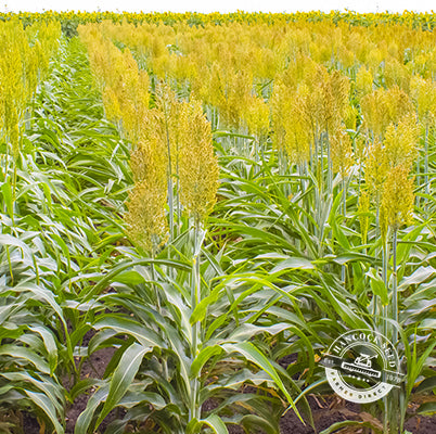 sorghum seed for the garden saskatchewan WGF Sorghum Seed