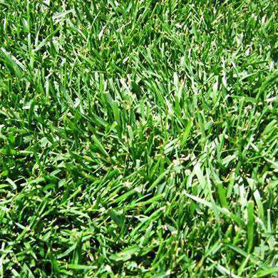 herbicide for bahiagrass in centipede 15-0-04 Centipede Weed & Feed Fertilizer