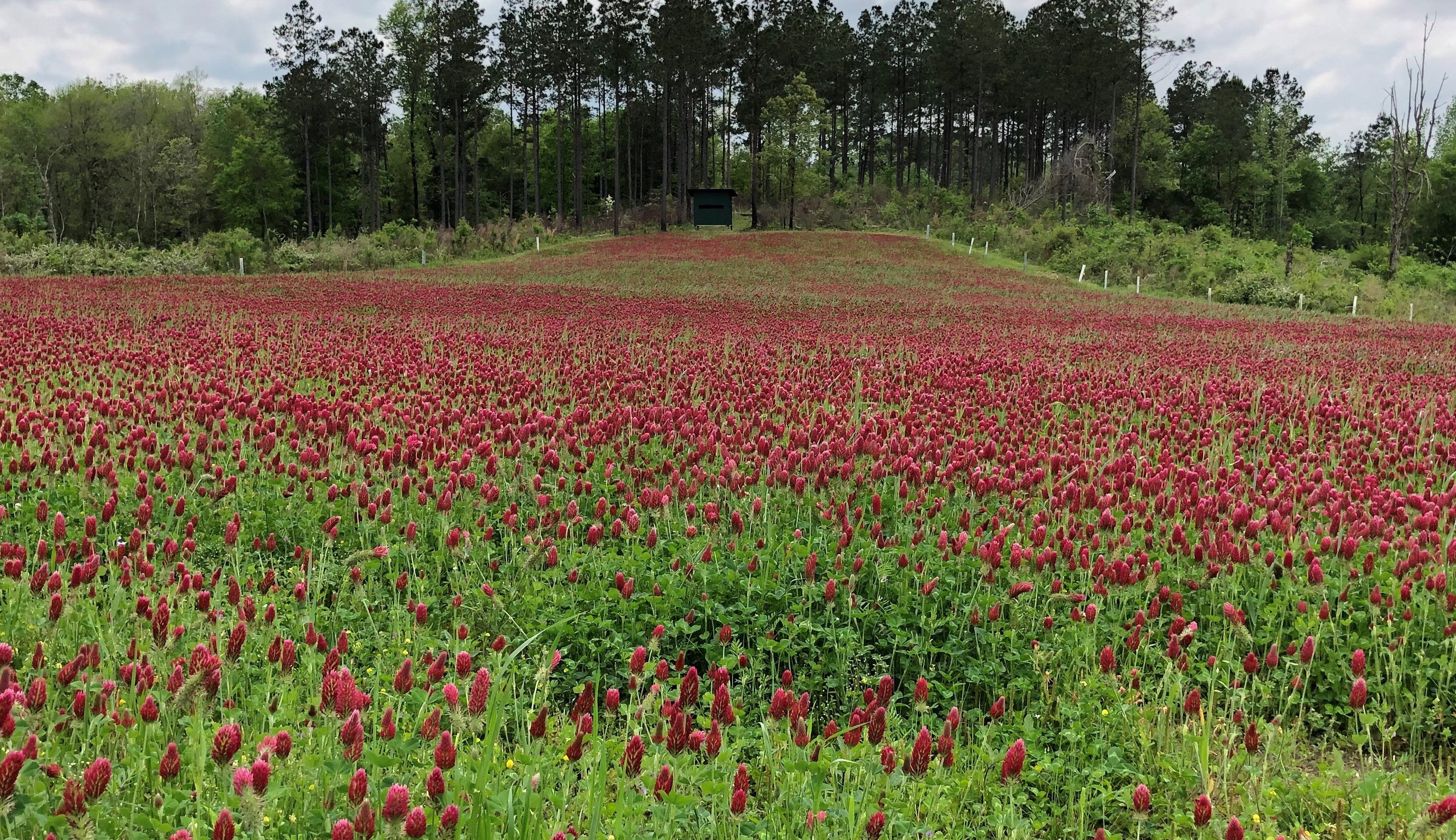 Crimson Clover Seed - Coated – Hancock Seed