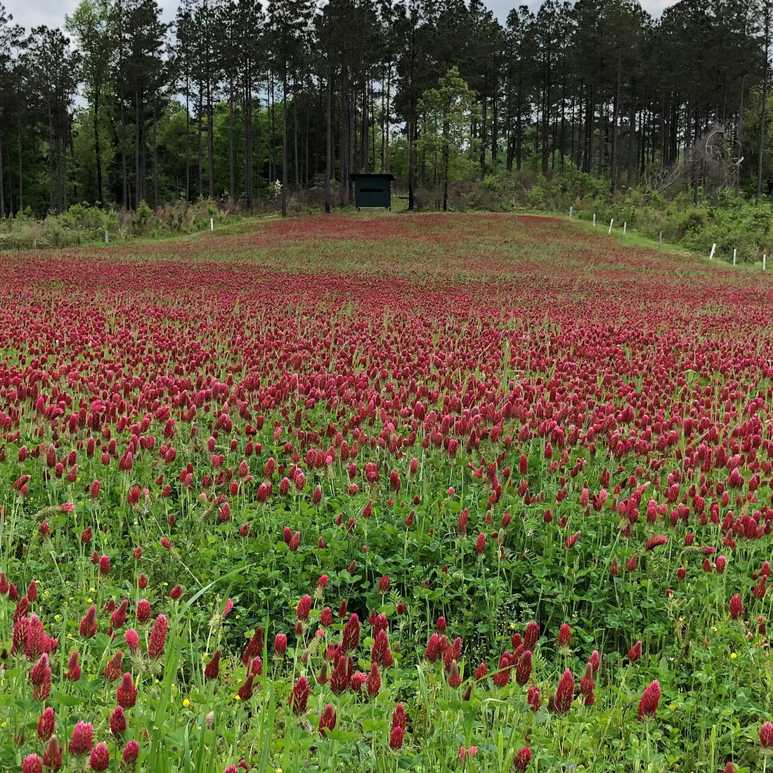 Crimson Clover Seed - Coated (Pre-Order)
