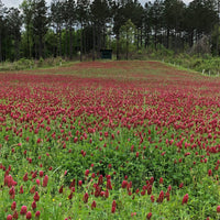 Crimson Clover Seed - Coated (Pre-Order)