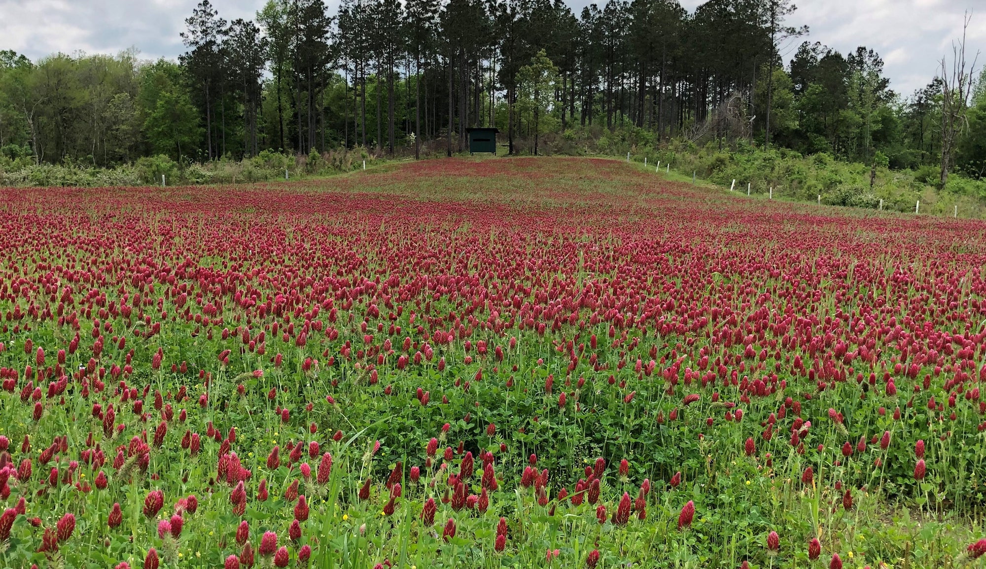 temperature to plant clover seed Hancock Seed Co. Crimson Clover Seeds, Raw, 50 lbs