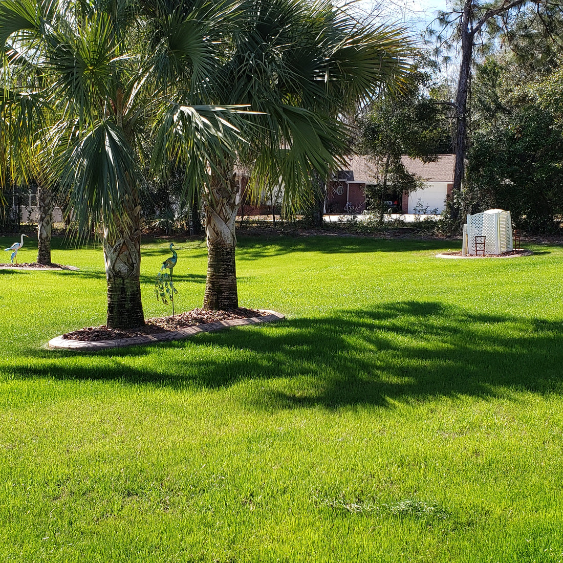 ryegrass seed planting Hancock's Ryegrass Seed – Hancock Seed