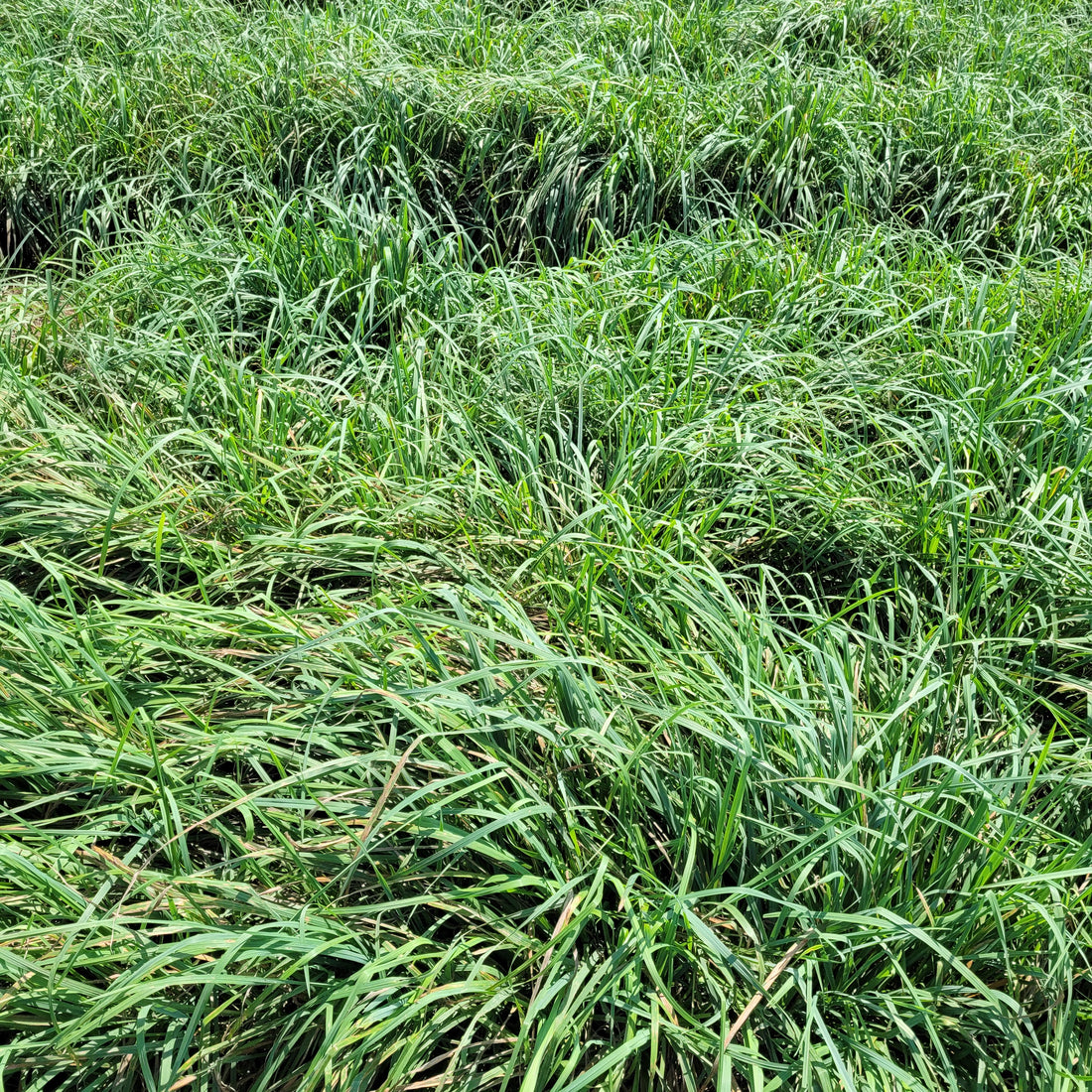 Tucker Orchardgrass Seed