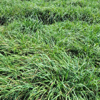 Tucker Orchardgrass Seed