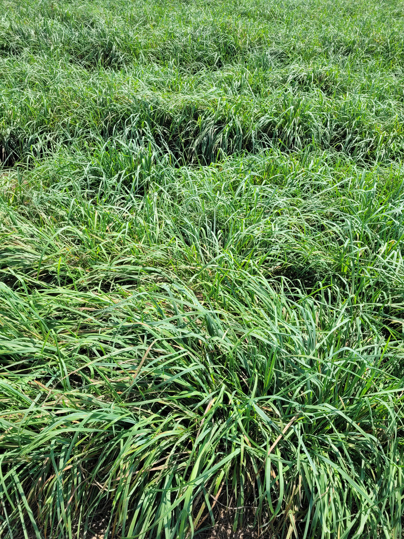 Orchardgrass Seed | Pasture Grass, Hay, Forage | Hancock Seed ...
