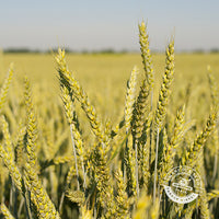 Barley Seed - Certified