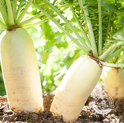 plant radishes from seed Daikon Radish Seed – Hancock Seed