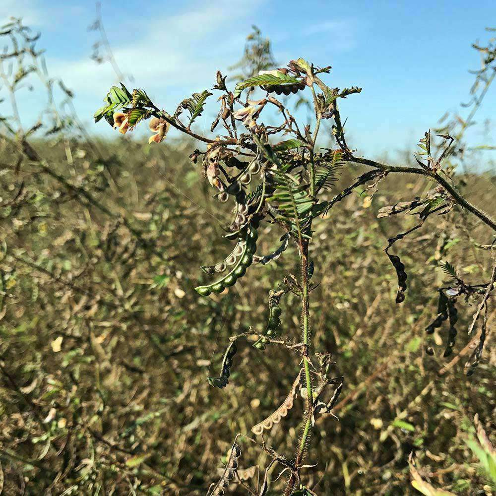 Aeschynomene Seed - Coated & Hulled