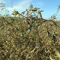 Aeschynomene Seed - Coated & Hulled