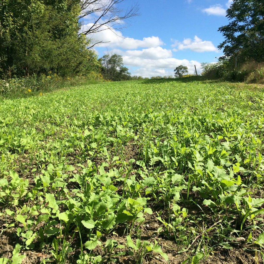 Hancock's Fall & Winter Food Plot Seed Mix