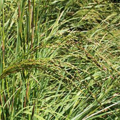 Alamo Switchgrass Seed