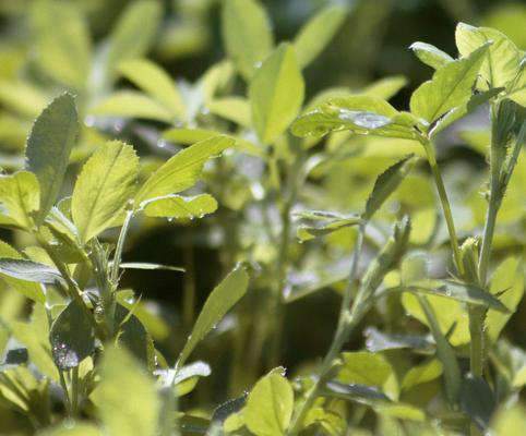 Alamo Alfalfa Seed - Raw