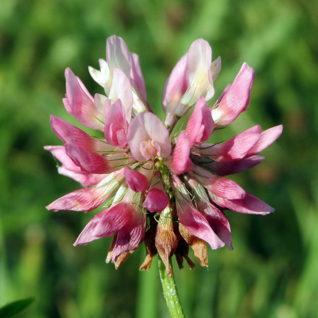 Alsike Clover Seed