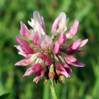Alsike Clover Seed