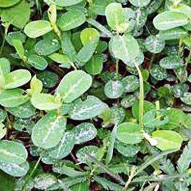 Alyce Clover Seed - Raw