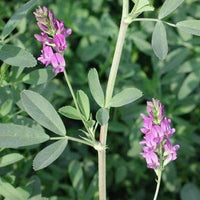 ameristand, alfalfa, seed, 803T, pasture, forage, cattle, hay, southern, non-dormancy, grazing, yields, planted, resistance, excellent, production, wildlife, food, plot, planted, pests, warm, season, zone
