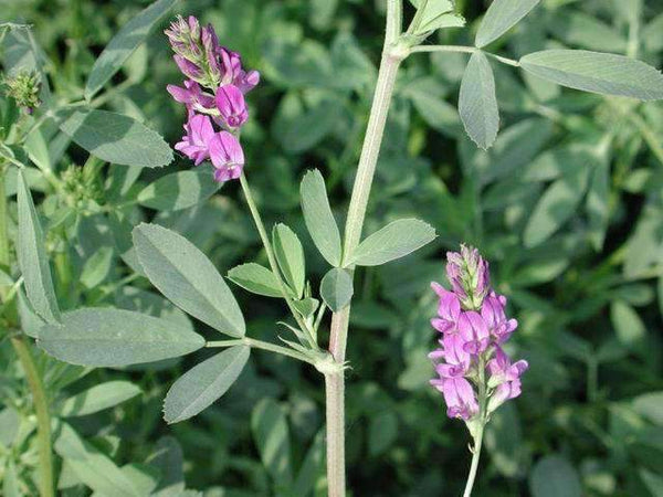 best time to plant alfalfa seed Alfalfa Seed