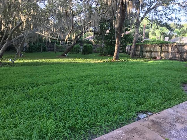 planting bahia seed in florida Hancock's Argentine Bahia Spring & Summer Grass Seed Mix